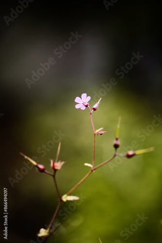 Petite fleur mauve macro gros plan