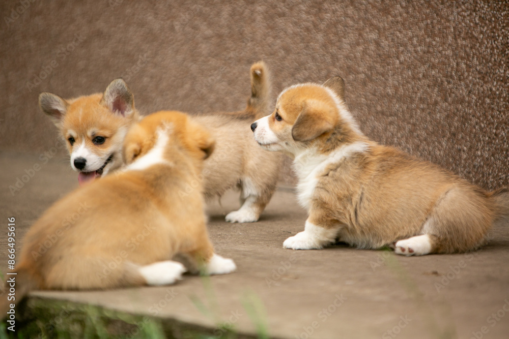 Corgi puppies playing Corgi puppies playing