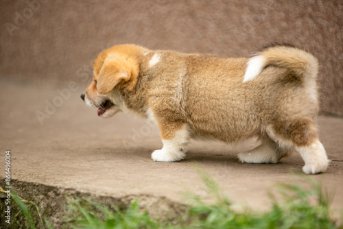 pembroke corgi puppies