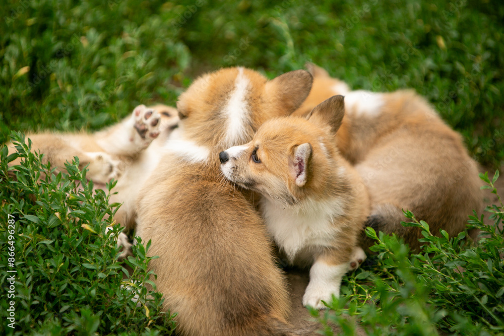 Obraz premium pembroke corgi puppies