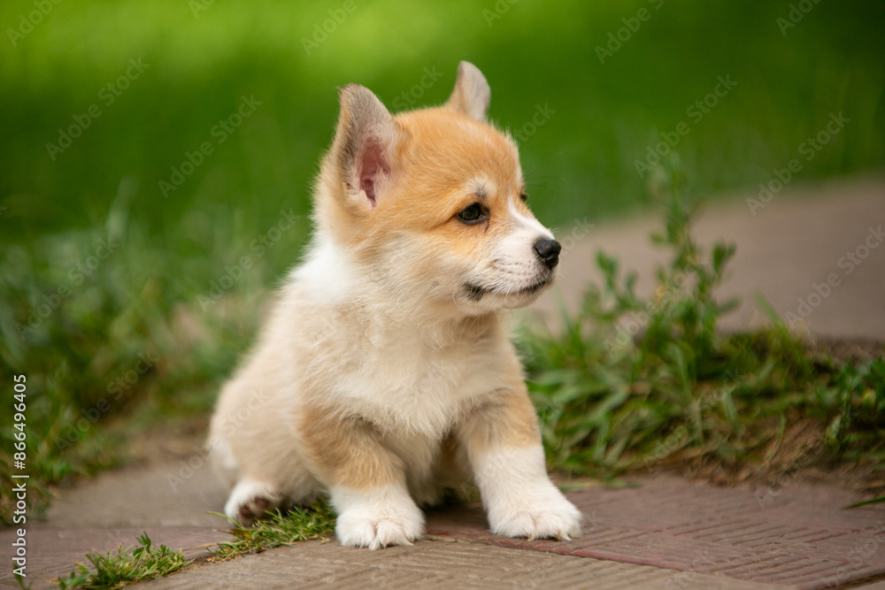 pembroke corgi puppies