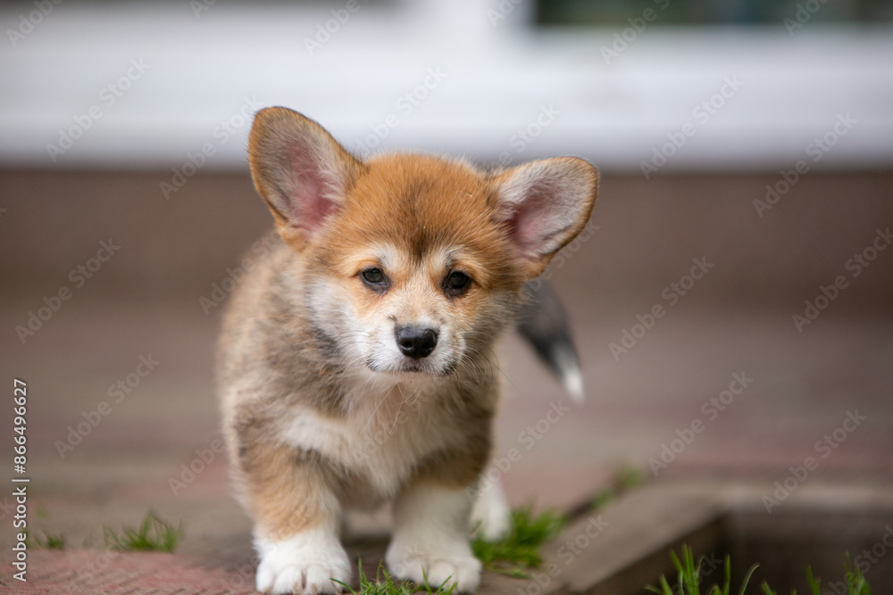 pembroke corgi puppies pembroke corgi puppies