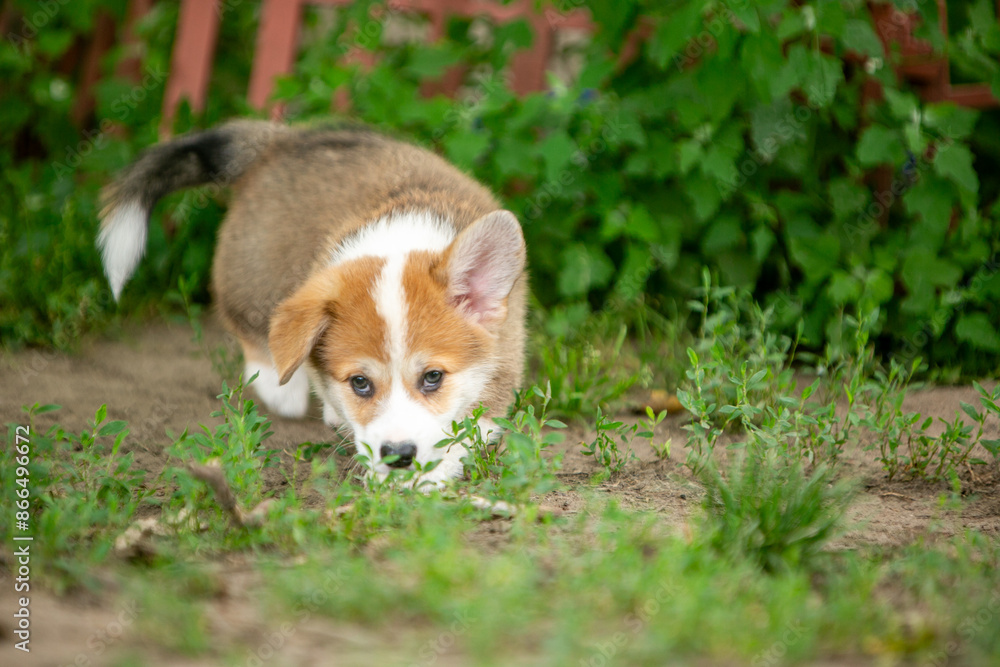 pembroke corgi puppies pembroke corgi puppies