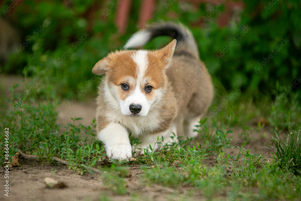 pembroke corgi puppies pembroke corgi puppies