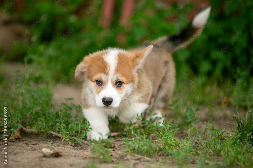 pembroke corgi puppies pembroke corgi puppies
