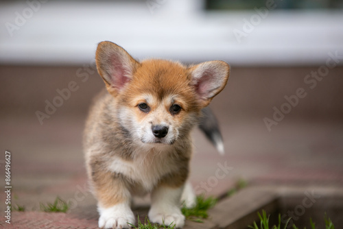 pembroke corgi puppies