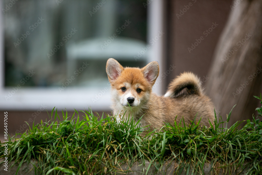 Obraz premium pembroke corgi puppies