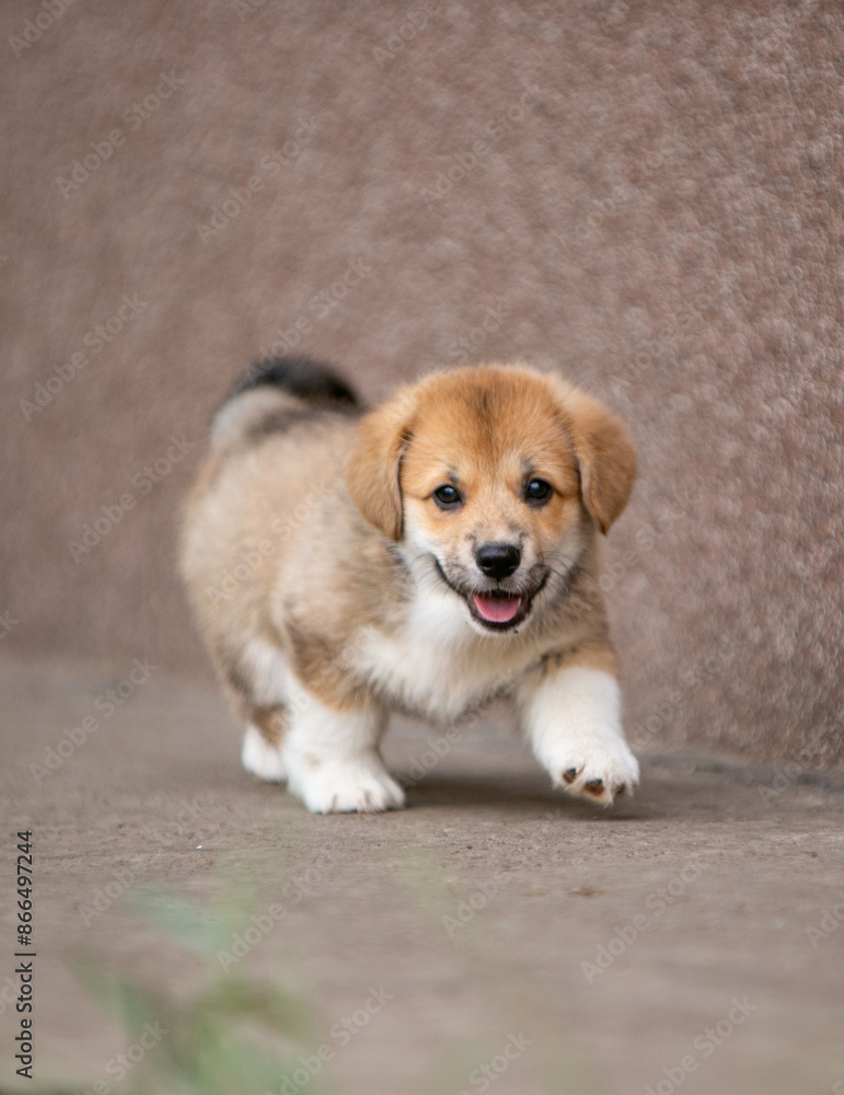 pembroke corgi puppies