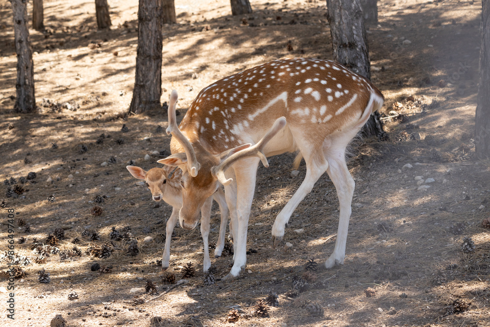 deer, animal, wildlife, mammal, wild, nature, fawn, doe, grass, animals, brown, forest, park, spotted, fallow, fur, young, buck, stag, spots, antlers, green, zoo, baby, axis deer, animal, wildlife, mammal, wild, nature, fawn, doe, grass, animals, brown, forest, park, spotted, fallow, fur, young, buck, stag, spots, antlers, green, zoo, baby, axis
