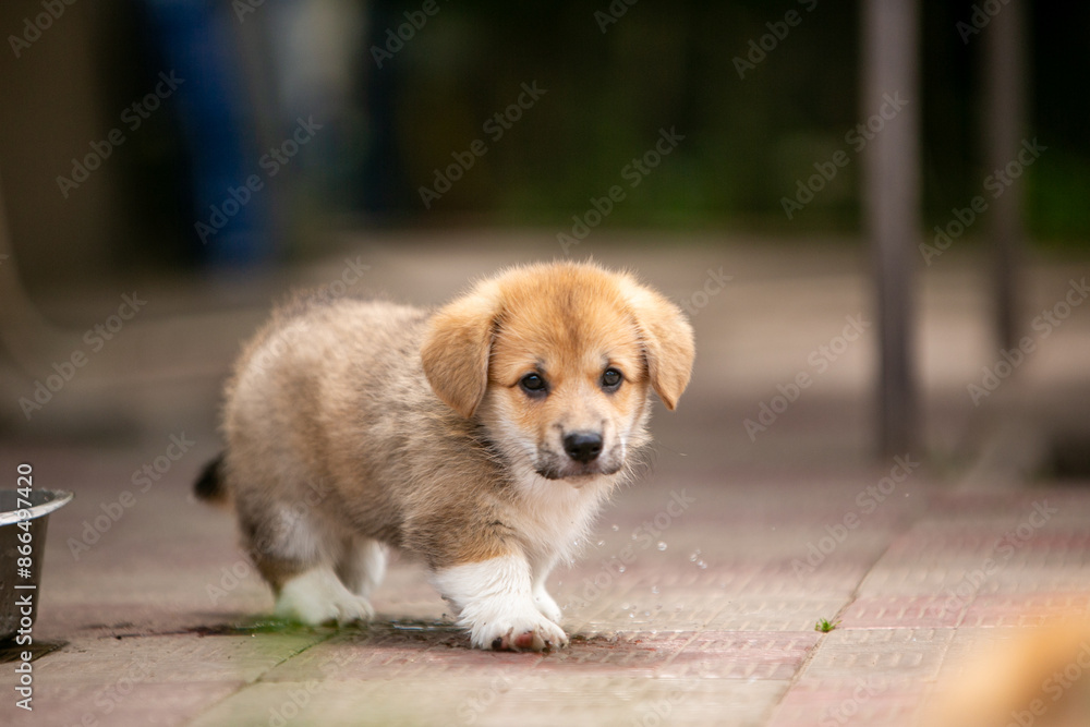 Corgi puppies Corgi puppies
