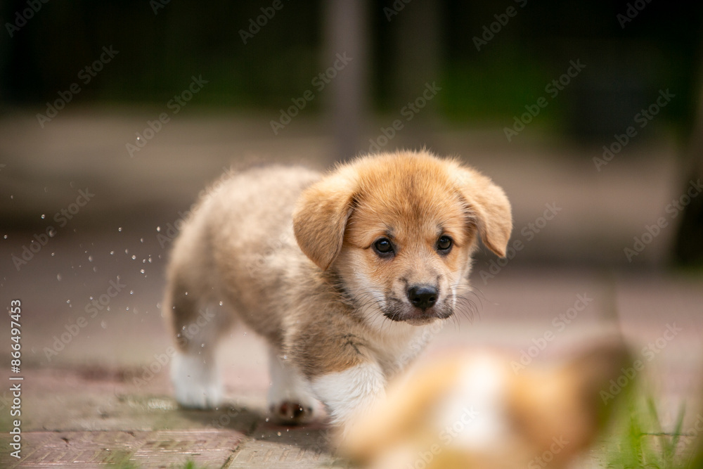 Corgi puppies Corgi puppies