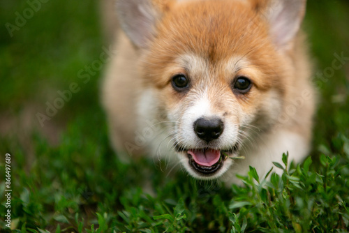 Corgi puppies