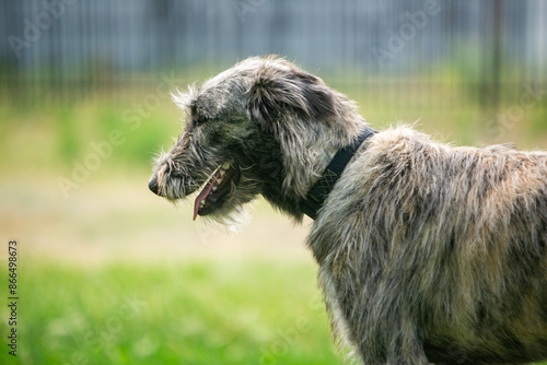 Fotografie portrait of an Irish wolfhound