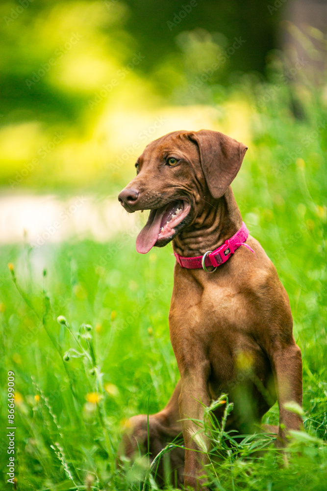 Ridgeback puppies in the park Ridgeback puppies in the park