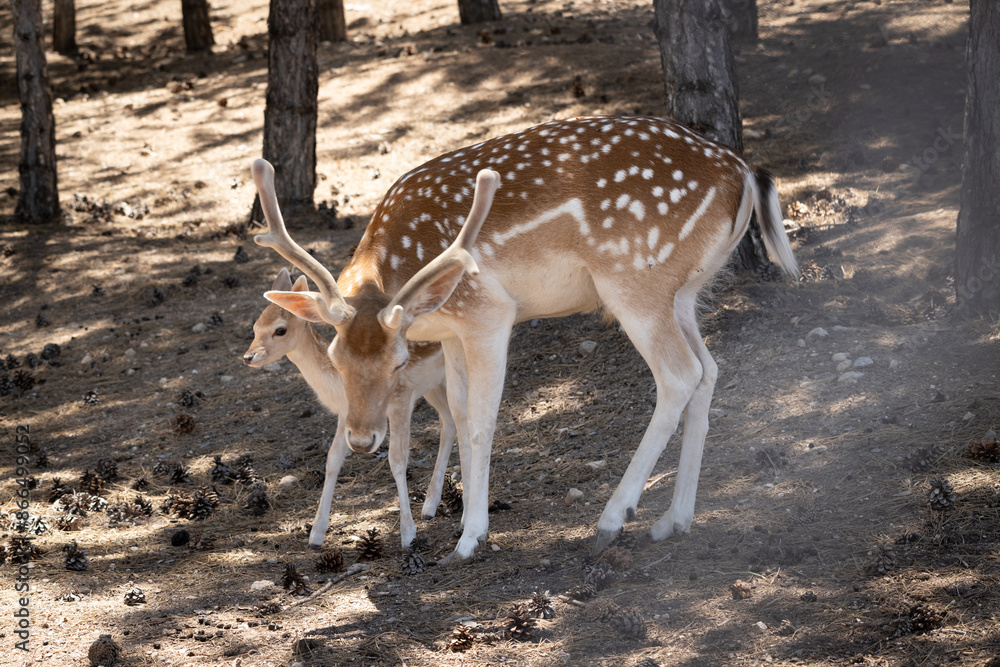 Gazelle puppy, gazelle, deer, animal, wildlife, mammal, nature, fawn, wild, doe, buck, brown, grass, antelope, antlers, forest, green, whitetail, young, spotted, outdoors, baby, fur, roe