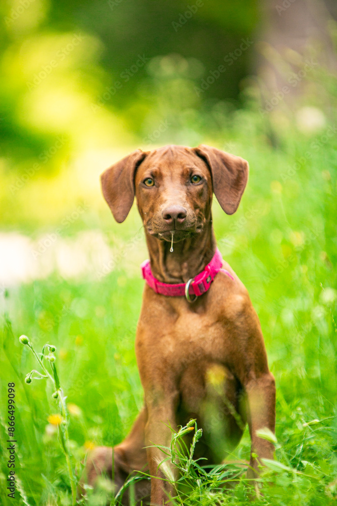 Ridgeback puppies in the park Ridgeback puppies in the park
