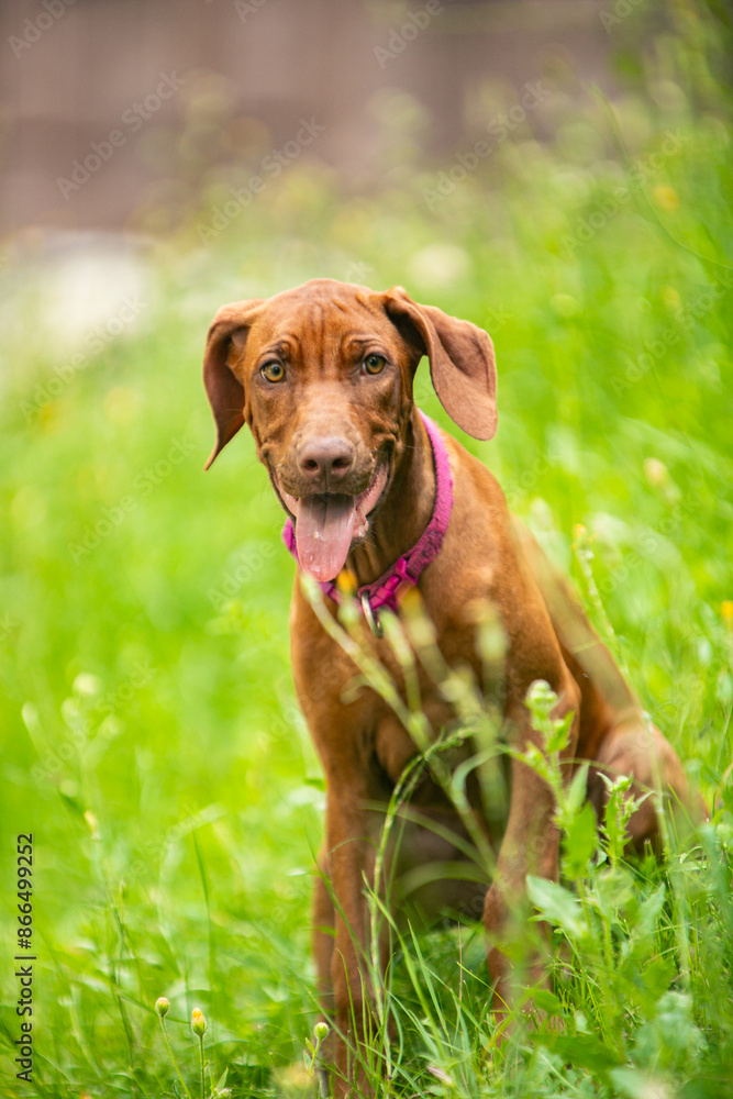 Ridgeback puppies in the park Ridgeback puppies in the park
