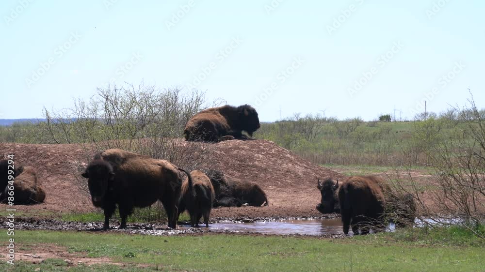 Bison American Buffalo Herd in Cap Rock Canyon State Park Texas Drinks Water From Watering Hole Puddle Laying Down Group Grazing Bison American Buffalo Herd in Cap Rock Canyon State Park Texas Drinks Water From Watering Hole Puddle Laying Down Group Grazing