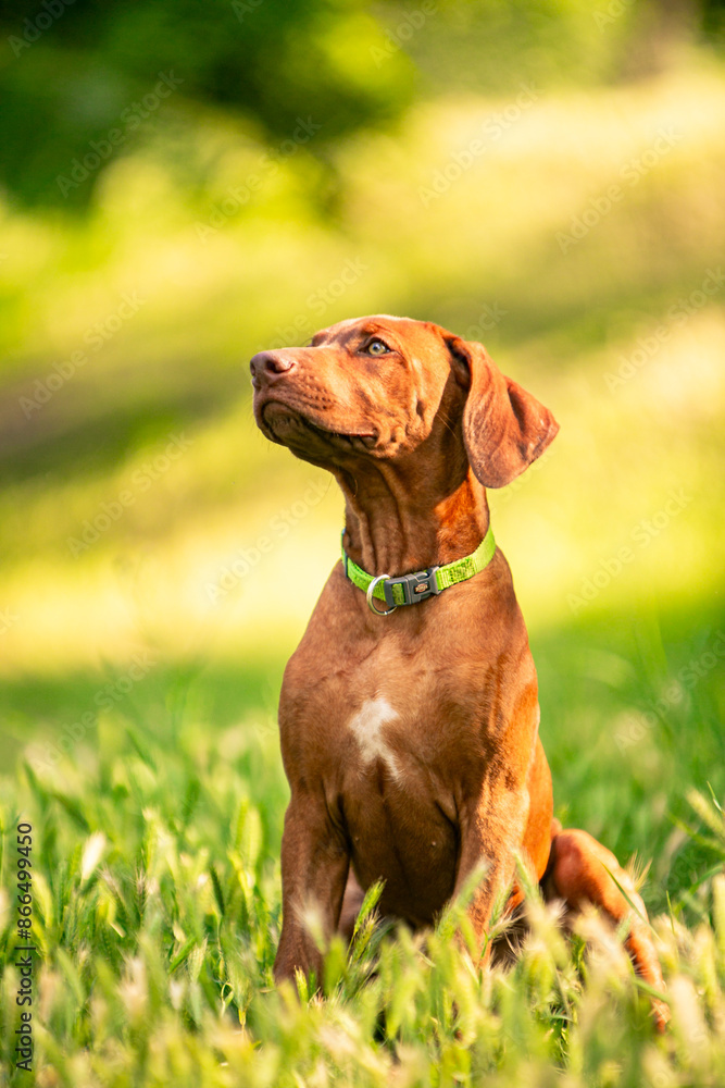 Ridgeback puppies in the park Ridgeback puppies in the park