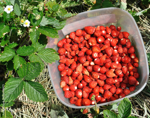 Foto a lot of  juicy freshly harvested wild strawberries