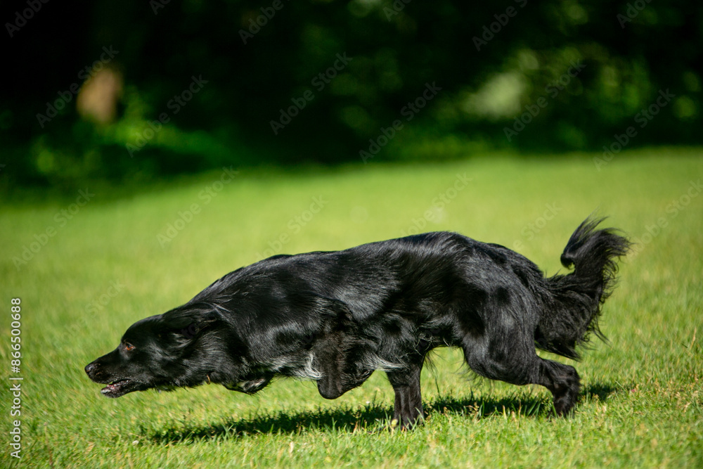 dogs playing frisbee on a green field dogs playing frisbee on a green field