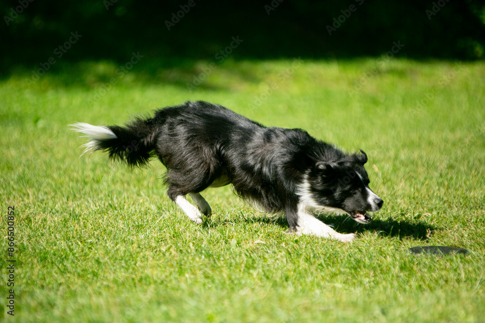 dogs playing frisbee on a green field dogs playing frisbee on a green field