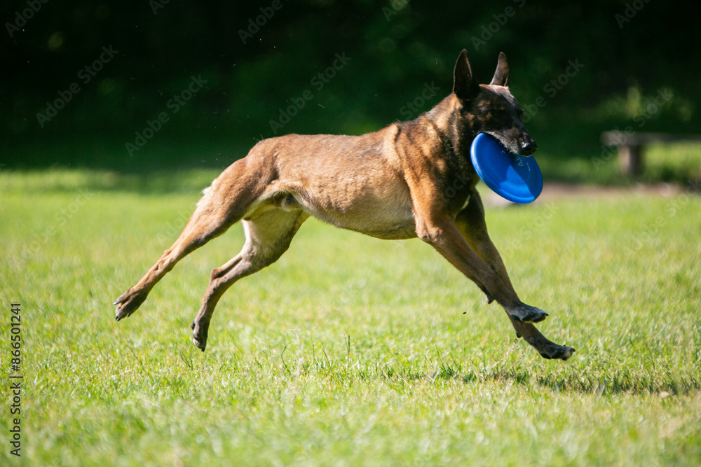 malinois and frisbee on a green meadow malinois and frisbee on a green meadow