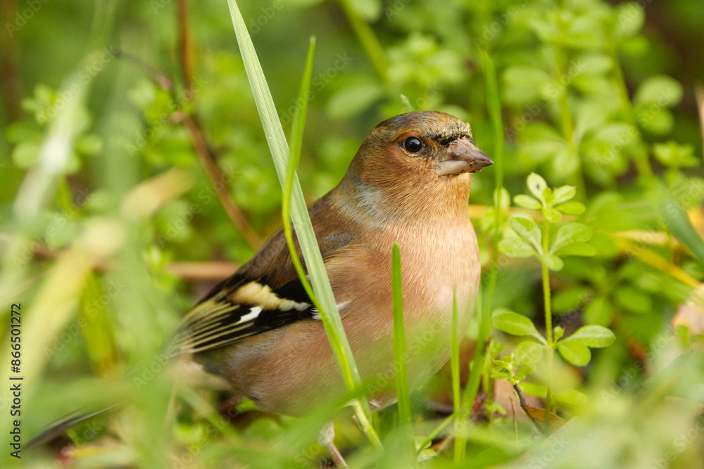 chaffinch on the ground, chaffinch on the grass, little bird in the ground, little bird between blades of grass chaffinch on the ground, chaffinch on the grass, little bird in the ground, little bird between blades of grass