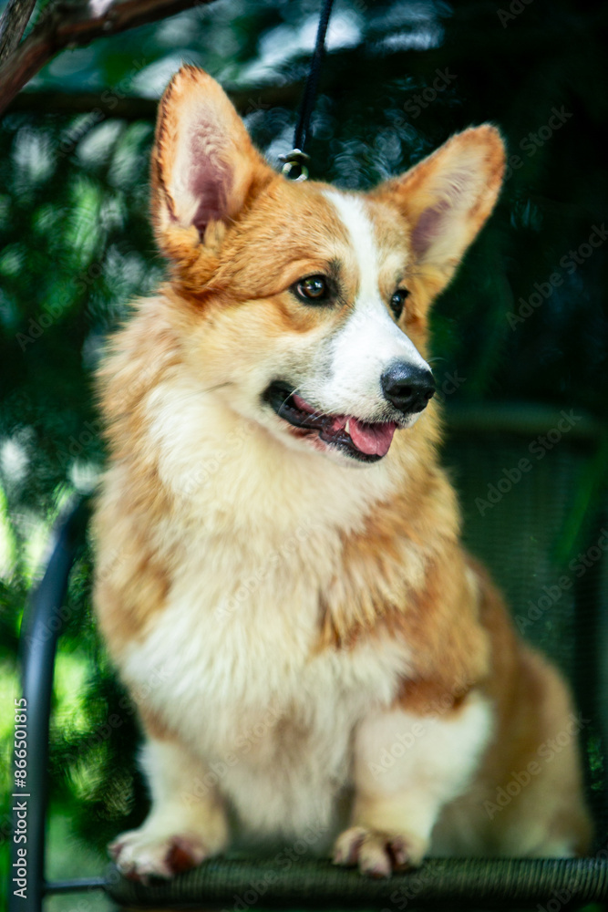 Red corgi on a green background Red corgi on a green background