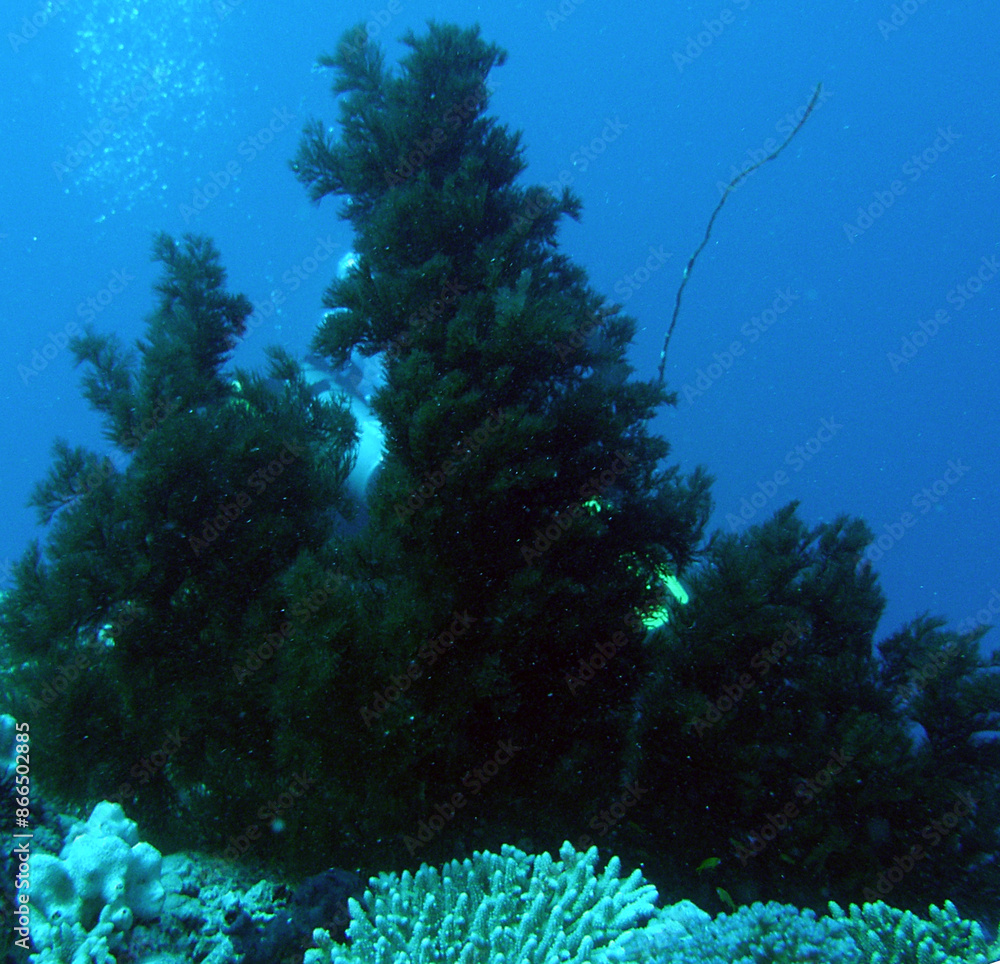 custom made wallpaper toronto digital"Black Sea" does not mean "a sea with dark, black water", but "a sea in the north". After all, the Turks called this sea Kara-Deniz, the ancient tribes that spoke Iranian languages ​​- Ahshav (dark), 