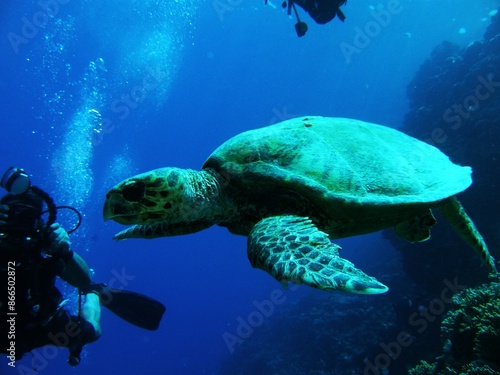 Wallpaper Mural "Black Sea" does not mean "a sea with dark, black water", but "a sea in the north". After all, the Turks called this sea Kara-Deniz, the ancient tribes that spoke Iranian languages ​​- Ahshav (dark),  Torontodigital.ca