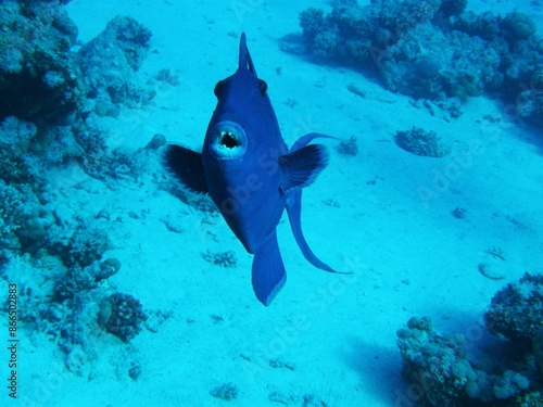 Wallpaper Mural "Black Sea" does not mean "a sea with dark, black water", but "a sea in the north". After all, the Turks called this sea Kara-Deniz, the ancient tribes that spoke Iranian languages ​​- Ahshav (dark),  Torontodigital.ca