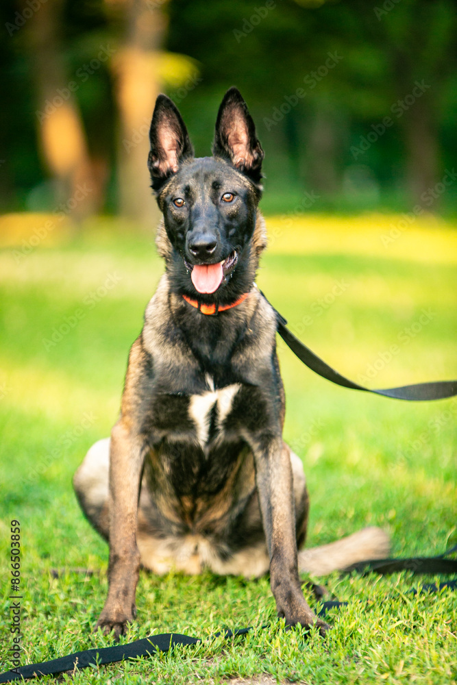 belgian shepherd dog malinois in park belgian shepherd dog malinois in park
