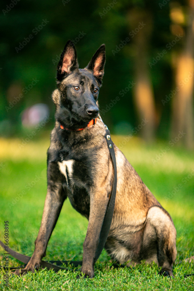 belgian shepherd dog malinois in park belgian shepherd dog malinois in park