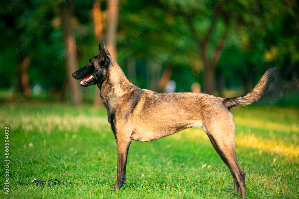belgian shepherd dog malinois in park belgian shepherd dog malinois in park