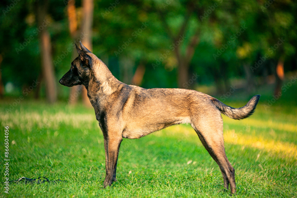 belgian shepherd dog malinois in park belgian shepherd dog malinois in park