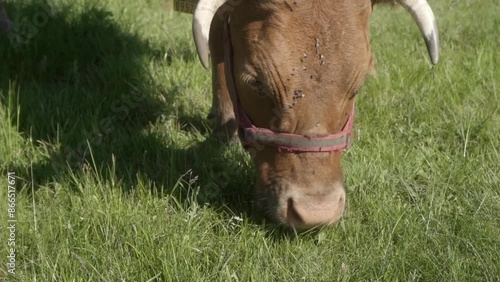 Close-up of a cow eating grass, skillfully using its long tongue to grasp and tear the blades like a lawnmower. A Limousin beef cow, wearing a halter and livestock ear tags, grazes in the pasture.