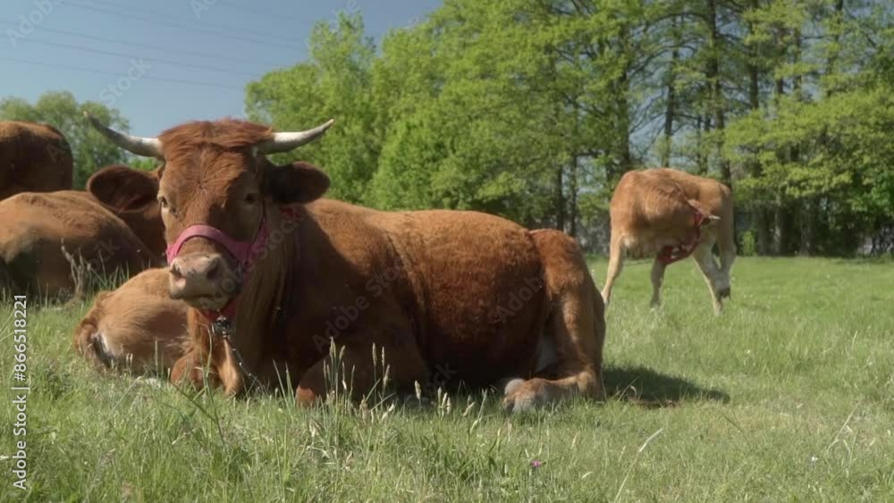 A group of domestic brown cows with calves after eating lazily lies and rests in a meadow. A herd of Limousine cows on a rural pasture. Livestock on free grazing. Animal husbandry in agriculture. A group of domestic brown cows with calves after eating lazily lies and rests in a meadow. A herd of Limousine cows on a rural pasture. Livestock on free grazing. Animal husbandry in agriculture.