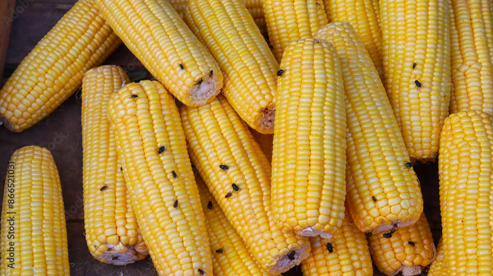 A close-up shot of multiple ears of corn, with some flies crawling on their surface. A Heap of Golden Corn on Display A close-up shot of multiple ears of corn, with some flies crawling on their surface. A Heap of Golden Corn on Display