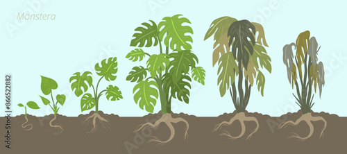Growth stages of Monstera plant. In the soil with roots. Caring for house plants. Flower lifecycle.