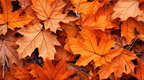 Wallpaper Mural Orange leaves forming a beautiful pattern on the ground in autumn Torontodigital.ca