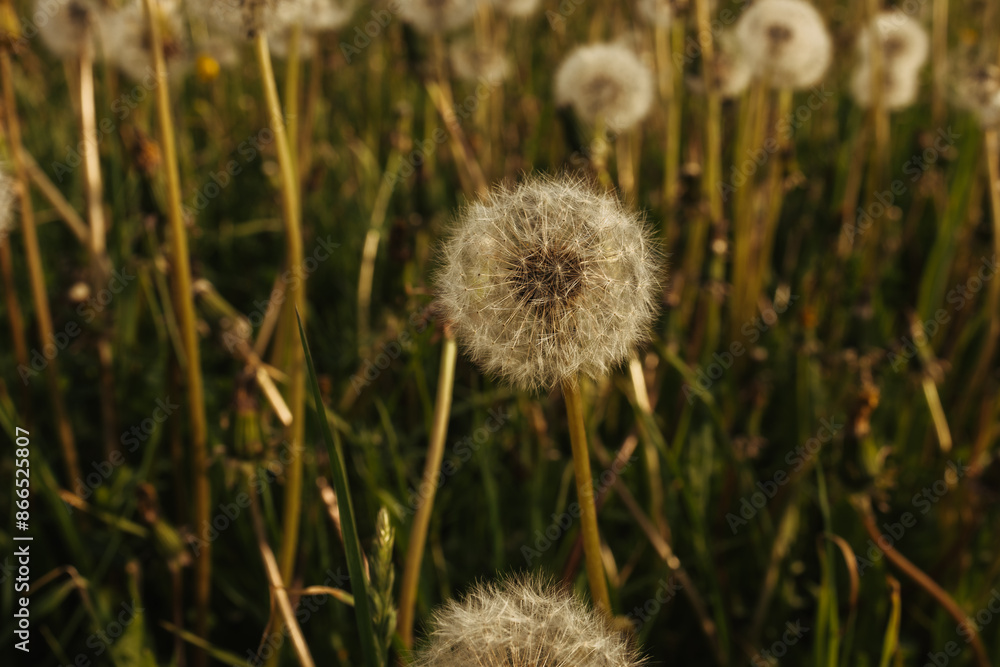 Dandelions in field. Plant in spring. Details of summer nature. Dandelion with fluff. Dandelions in field. Plant in spring. Details of summer nature. Dandelion with fluff.