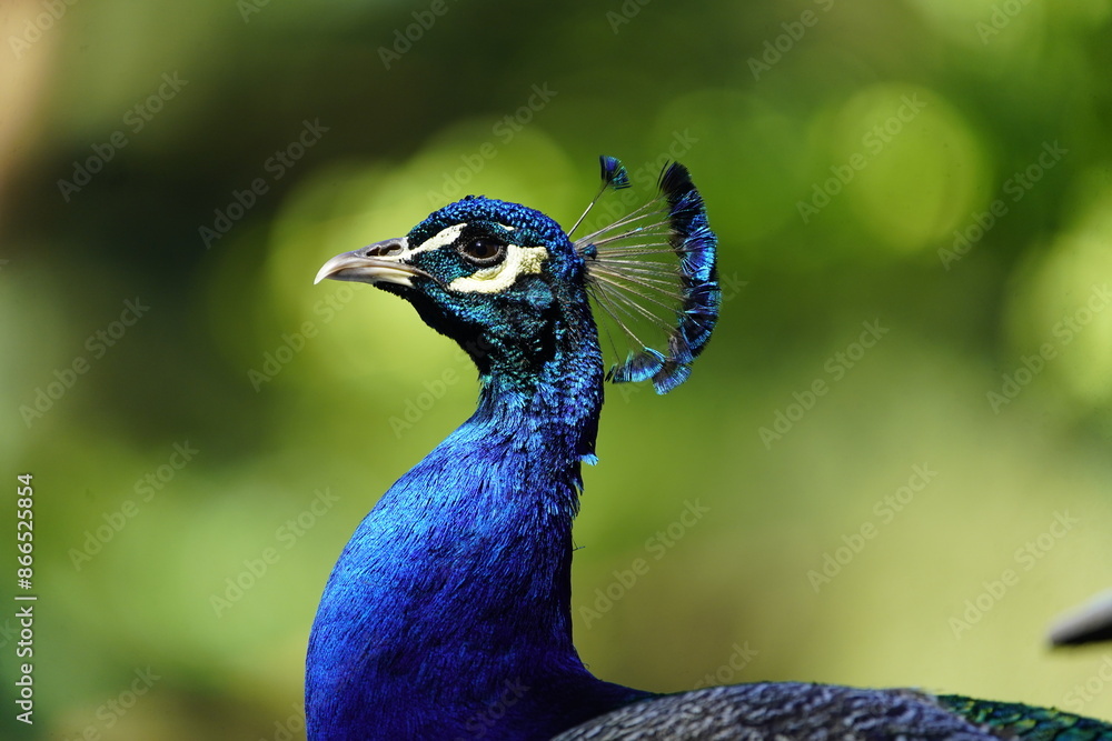 Portrait of one Male Blue Peafowl (Pavo Cristatus) Hanover, Germany. Portrait of one Male Blue Peafowl (Pavo Cristatus) Hanover, Germany.