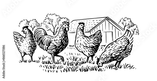 Chicken with countryside landscape. Farm sketch