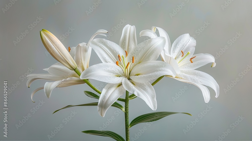 white lily flower HD 8K wallpaper Stock Photographic Image 