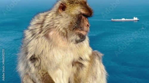A monkey on the Rock of Gibraltar, United Kingdom. Portrait of a wild macaque. Macaques are one of the most famous attractions of the British overseas territory. monkey on the loose. 4k video.