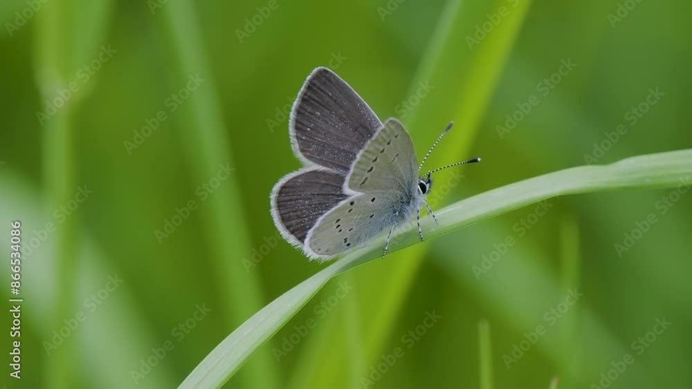 Small Blue Butterfly on a Grass Stem Small Blue Butterfly on a Grass Stem