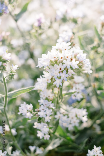 White blooming Anchusa Flowers in field on sunny sunset day in dune landscape.