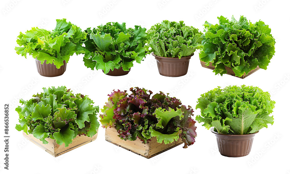 Fresh oak lettuce transparent sample mockup isolated. PNG Fresh oak lettuce transparent sample mockup isolated. PNG