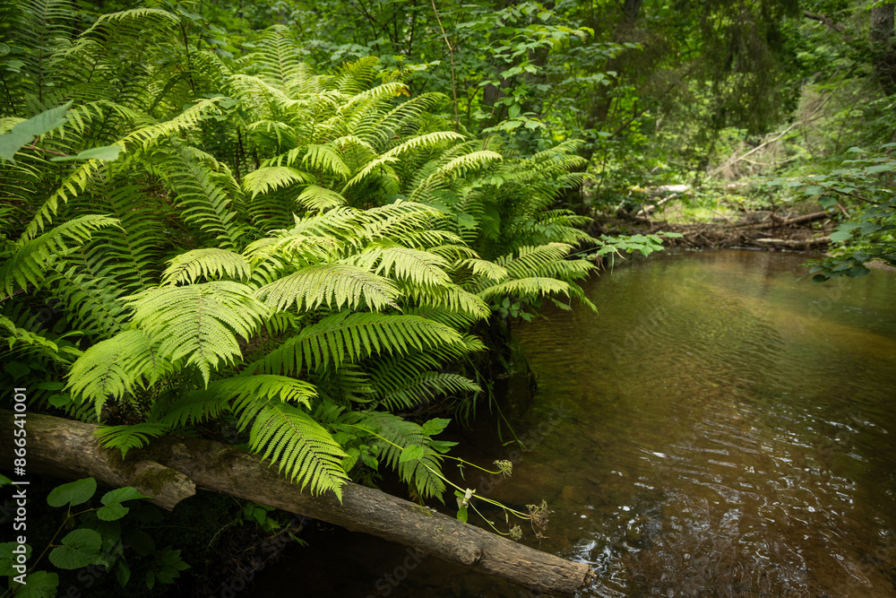 Fototapeta premium Small river flowing though the forest with fallen trees. Natural summer landscape of woodlands in Latvia, Northern Europe.